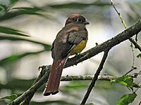 Trogon, Black-throated ♀ Trogon rufus