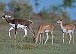 Miniatura para Antilope cervicapra