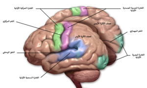 Blausen 0103 Brain Sensory&Motor ar.png