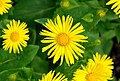 Kaukasische voorjaarszonnebloem (Doronicum orientale)