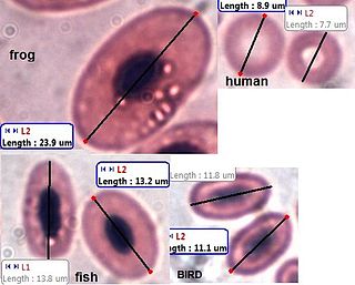 Histologio