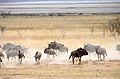 Etosha National Park, Namibia