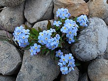 Myosotis - Wikipedia