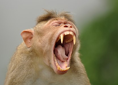 Macaca radiata (Bonnet Macaque)