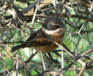 <span class="mw-page-title-main">Cape batis</span> Species of bird