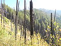 Burnt trees in the wilderness