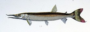 Descrizione dell'immagine Boulengerella cuvieri.jpg.
