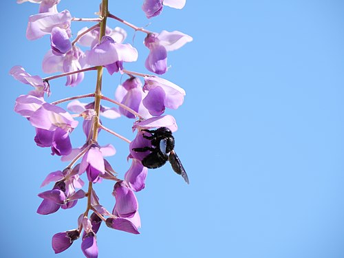 Carpenter Bee on Wisteria