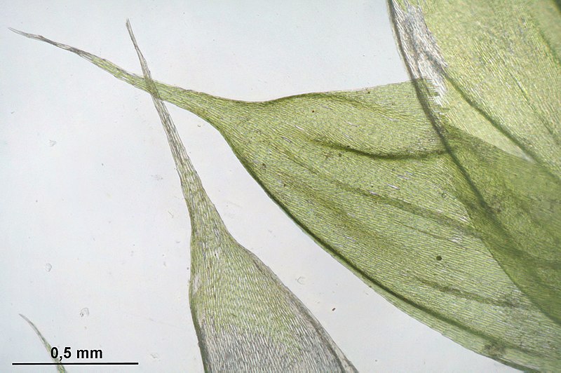 File:Brachythecium tommasinii (c, 144721-474815) 4029.JPG