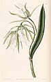 Brassavola nodosa var. nodosa (as syn. Brassavola venosa) plate 39 in: Edwards's Bot. Register (Orchidaceae), vol. 26, (1840)