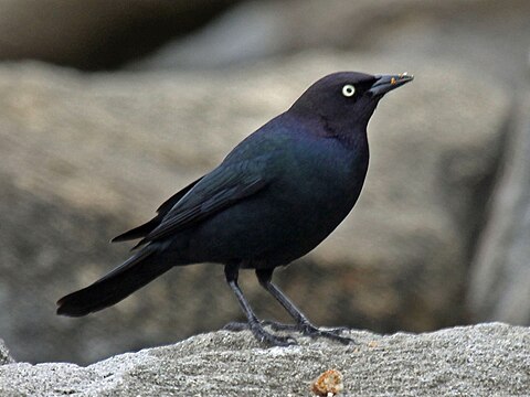 Black bird. Блэк Бирд. Блестящий малый трупиал. Черная птичка. Небольшая черная птичка.