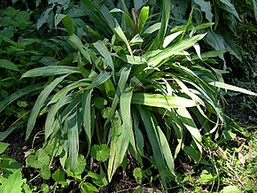 Kuvan kuvaus Lehtivihreä, leveälehtinen puupensas (Carex platyphylla) varjossa olevassa sängyssä Mortonin arboretumissa (4774139037). Jpg.