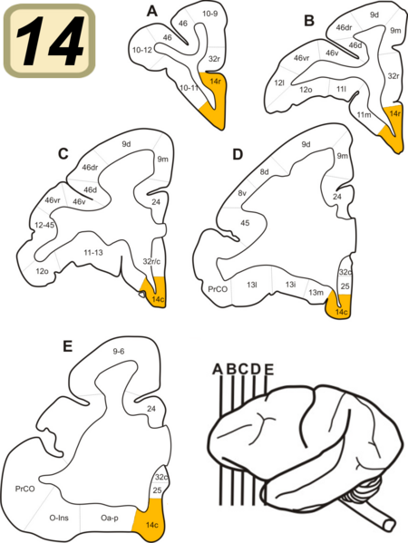 File:Brodmann area 14 in coronal sections of monkey (Cebus).png