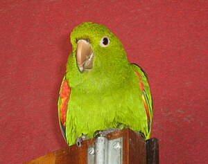 Brown-chin parakeet