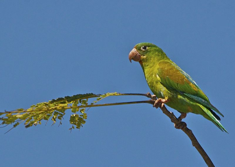 File:Brotogeris jugularis -Guanacaste Province, Costa Rica-8.jpg