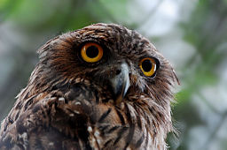 Brown fish Owl