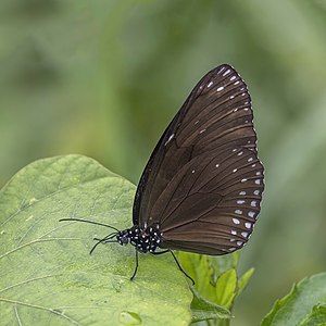 Brown king crow (Euploea klugii erichsonii) underside Phuket.jpg