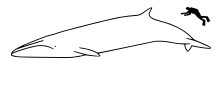 Size compared to an average human Bryde's whale size.svg