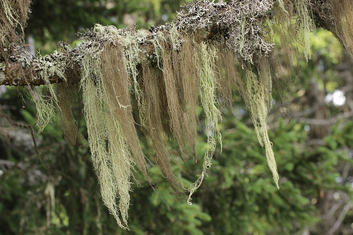 Bryoria fremontii фото