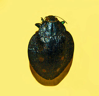 <i>Polybothris sparsuta</i> species of beetle