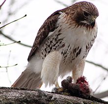 A red-tailed hawk perched in a tree eating a rabbit Buteo jamaicensis -near Philadelphia, Pennsylvania, USA -eating rabbit-8 (1).jpg