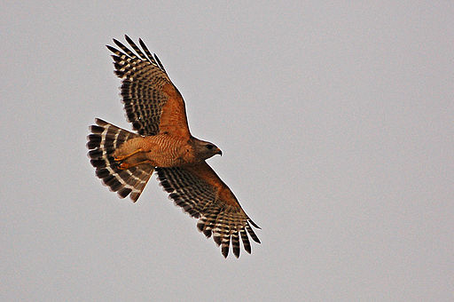 Buteo lineatus - Rotschulterbussard im Flug v. B. Walker