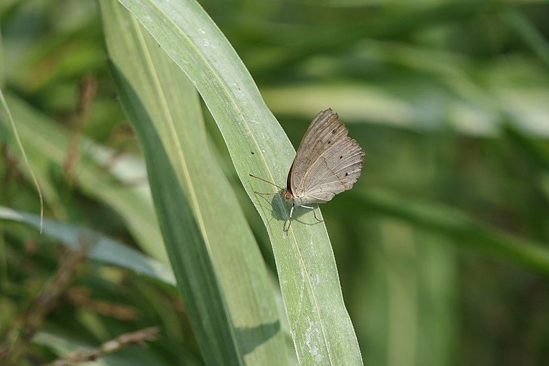 File:Butterfly Junonia atlites (Linnaeus, 1763) (51753579262).jpg