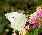 Pieris brassicae (Pieridae) Large White