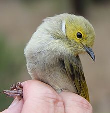 Lichenostomus plumus (white-plumed honeyeater)