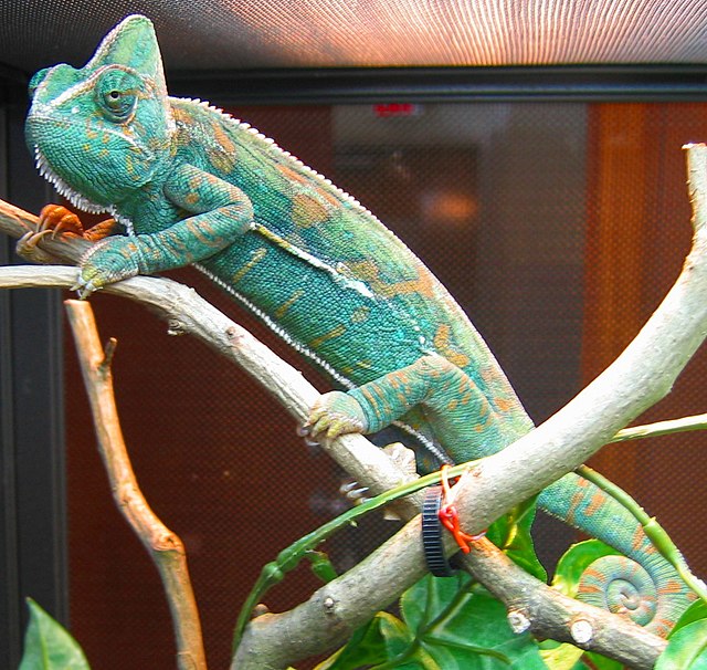 A veiled chameleon, Chamaeleo calyptratus. Structural green and blue colours are generated by overlaying chromatophore types to reflect filtered light