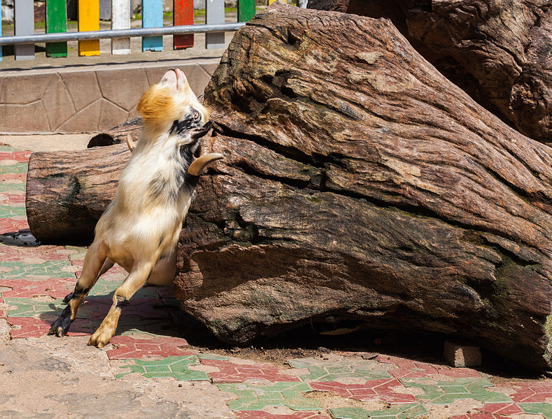File:Cabra (Capra aegagrus hircus), Zoo de Ciudad Ho Chi Minh, Vietnam, 2013-08-14, DD 02.JPG