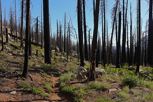 File:California,_Yosemite_National_Park,_burnt_down_zone.jpg
