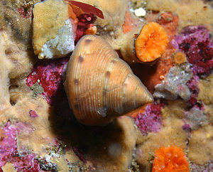 Calliostoma gloriosum.jpg