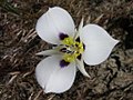 Calochortus bruneaunis-5-20-04