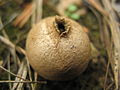 Calvatia perekonna seen