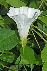 Calystegia sepium ssp. sepium