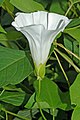 C. sepium subsp. sepium