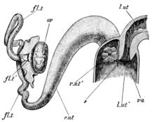 1902 illustration of the female reproductive system of a European rabbit (vagina labeled "va") Cambridge Natural History Mammalia Fig 047.png