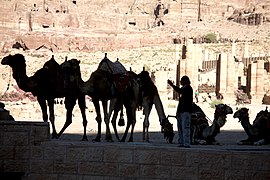 Cămile în Petra