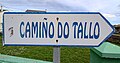 Tallo Camiño