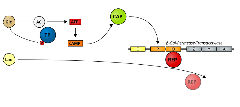 File:Camp.svg