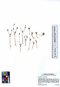 Campanula exigua.jpg