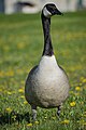 * Nomination Canada Goose at Downsview Park --Fabian Roudra Baroi 04:11, 9 August 2023 (UTC) * Promotion  Support Good quality -- Johann Jaritz 04:42, 9 August 2023 (UTC)
