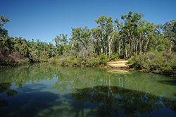 Cane brake pool gnangarra 03.JPG