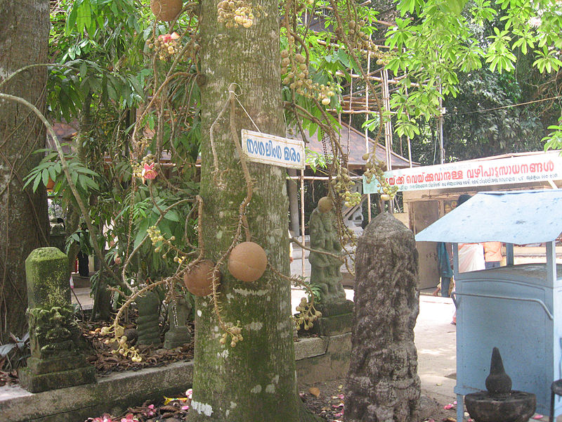 File:Cannonball Tree.jpg