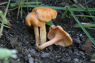 <i>Cantharellus friesii</i> Species of fungus
