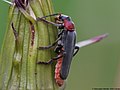 Cantharis fusca Linnaeus, 1758