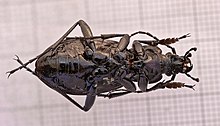 Carabus gyllenhali 00.jpg 