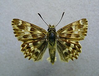 <i>Muschampia lavatherae</i> Species of butterfly