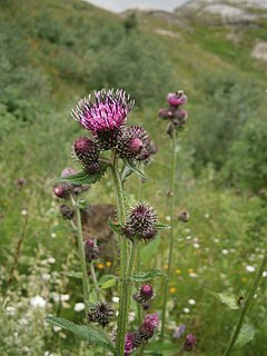 Plant of Carduus personata Carduus personata RHu 02.JPG